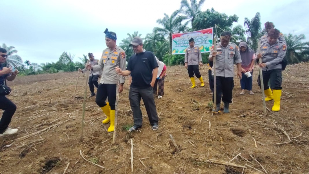 Dukung Program Presiden Prabowo, Polsek Rambah Samo Tanam Jagung Kuartal II di Marga Mulya