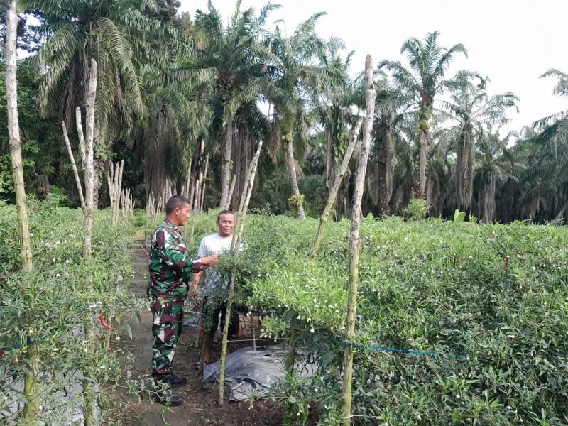 Sertu Jainal Arifin Dukung Petani Cabai Dengan Pendampingan Intensif