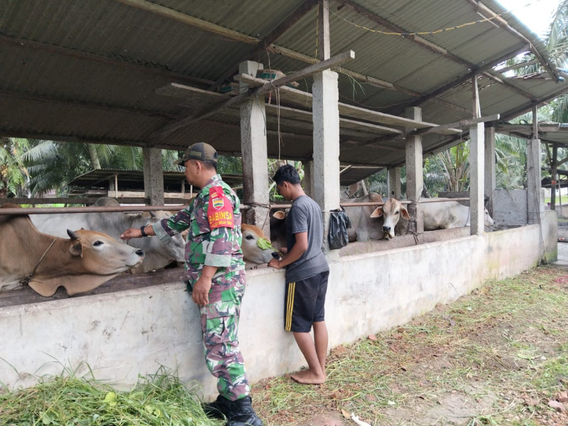 Cegah Penyakit Mulut dan Kuku, Babinsa Lakukan Pengecekan Ternak Sapi