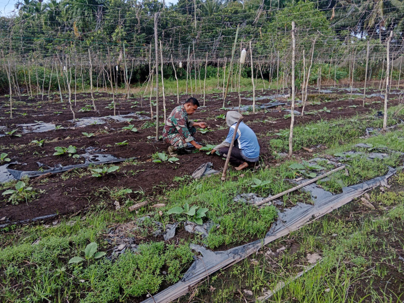 Sertu Mahyudin Sampaikan Beberapa Hal Kepada Petani Kangkung