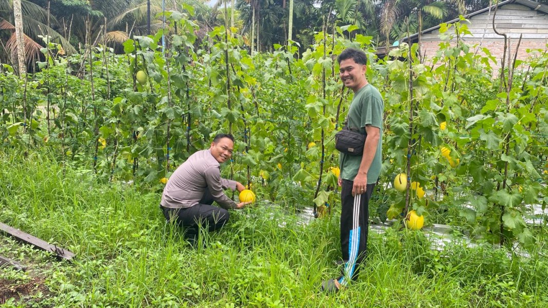 Bhabinkamtibmas dan Petani Perkuat Ketahanan Pangan Melalui Monitoring Tanaman Melon