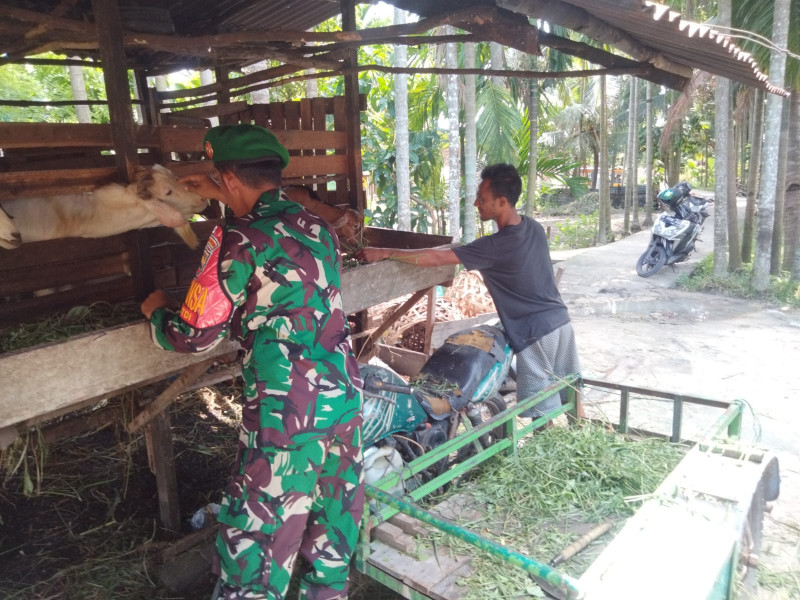 Babinsa Koramil 01/Dumai Dampingi Peternak Kambing dan Sosialisasikan Bahaya PMK
