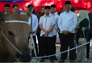 Idul Adha 1445 Hijriah Pemko Pekanbaru Menyembelih 34 Ekor Hewan Kurban