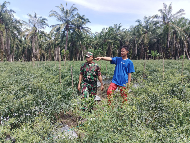 Kolaborasi Babinsa dan Petani, Wujudkan Ketahanan Pangan di Basilam Baru