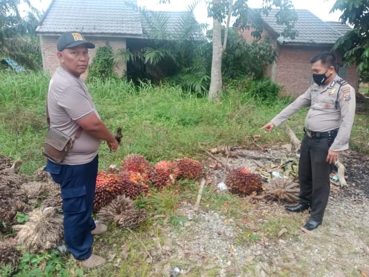 Pangkas TBS Kelapa Sawit Milik PTPN V, Sopir Dan Kernet Berurusan Dengan Polisi