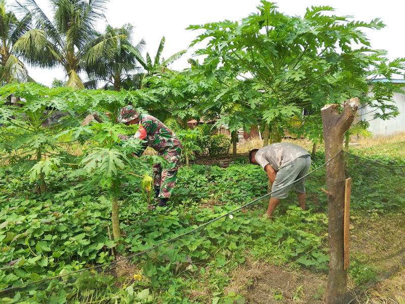 Babinsa Kelurahan Bukit Batrem Dampingi Petani Tanam Pepaya dan Ubi Jalar