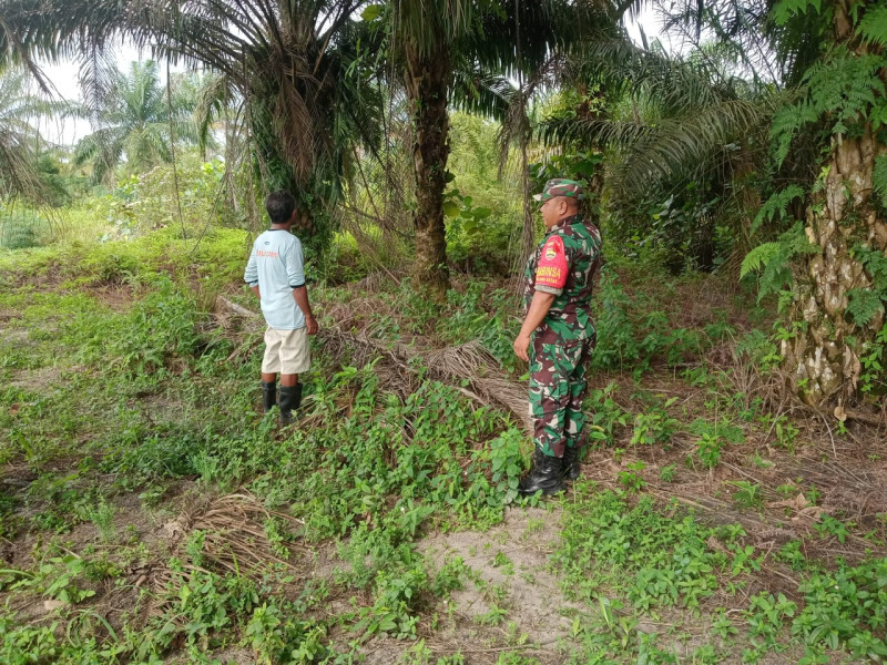 Babinsa Sertu Sareh Gelar Patroli Karlahut dan Pendampingan Tanaman Semangka di Bagan Besar