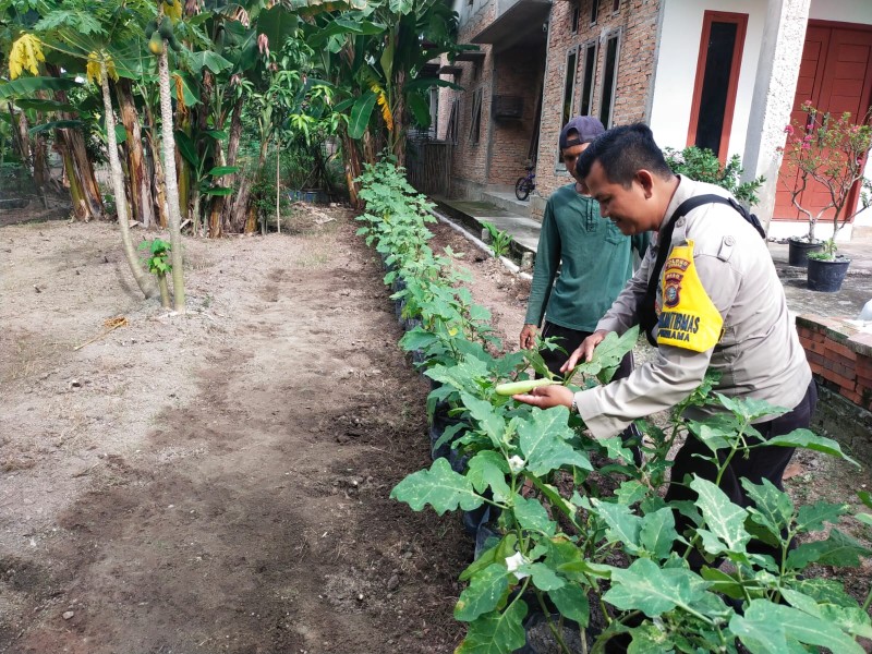 Pekarangan Kangkung dan Terong di Purnama Jadi Contoh Ketahanan Pangan Berbasis Warga