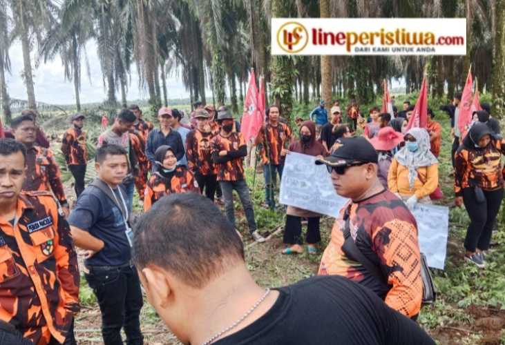 Ormas PP Dan Masyarakat Tapung Hilir Menuntut PT Buana Wira lestari Mas Perkebunan Naga Sakti Estate