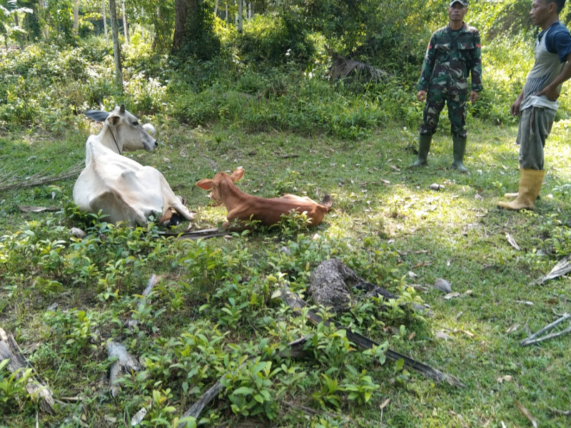 Bimbingan Peternak Dilakukan Koptu Erwan