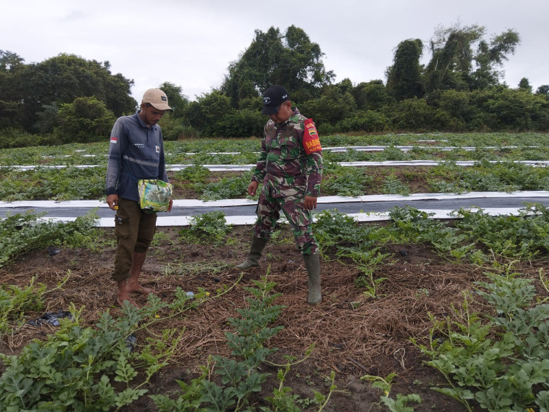 Sertu Jumat Desmanto Ajak Petani Semangka Terapkan Teknik Penyerbukan yang Tepat