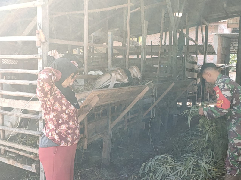 Pastikan Hewan Sehat, Babinsa Dumai Timur Lakukan Pemantauan Ternak Kambing