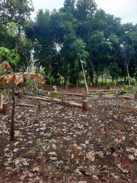 Pelaku Pembalakan Liar Belum Ada Yang Ditangkap, Polisi Hutan : Personil Kita Terbatas, Jumlah Mereka Banyak