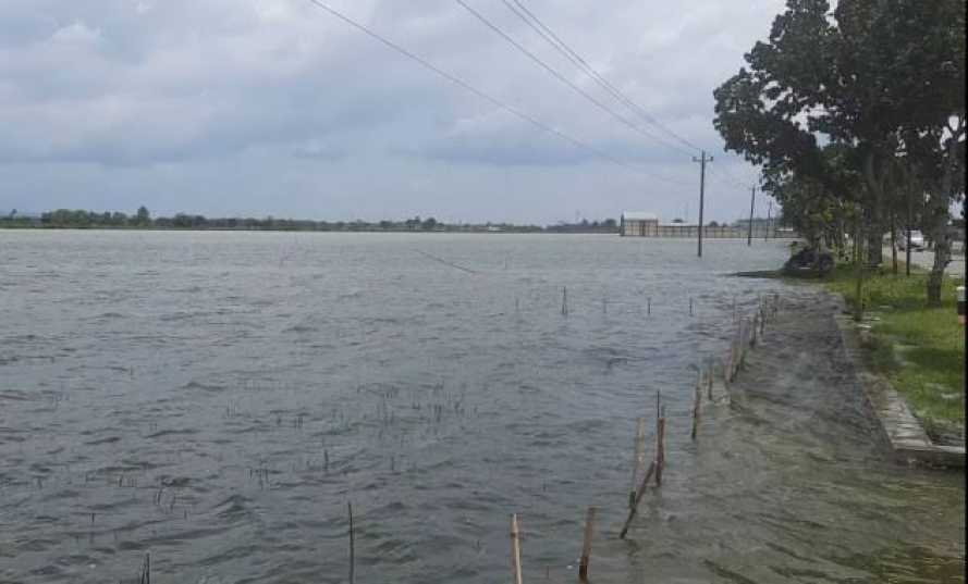 Akibat Banjir, Ribuan Hektar Tanaman Padi di Kabupaten Pati Terancam Gagal Panen