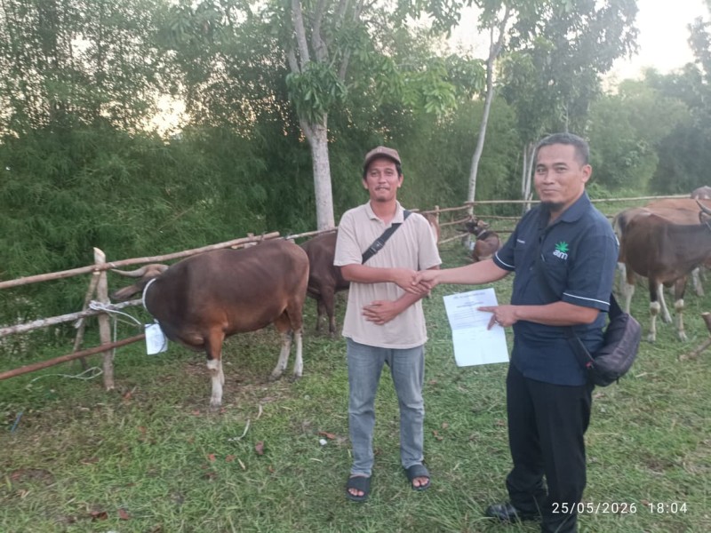 PT KSM Salurkan 7 Ekor Sapi Qurban untuk Masjid dan Mushala di Rokan Hulu pada Idul Adha 1447 H