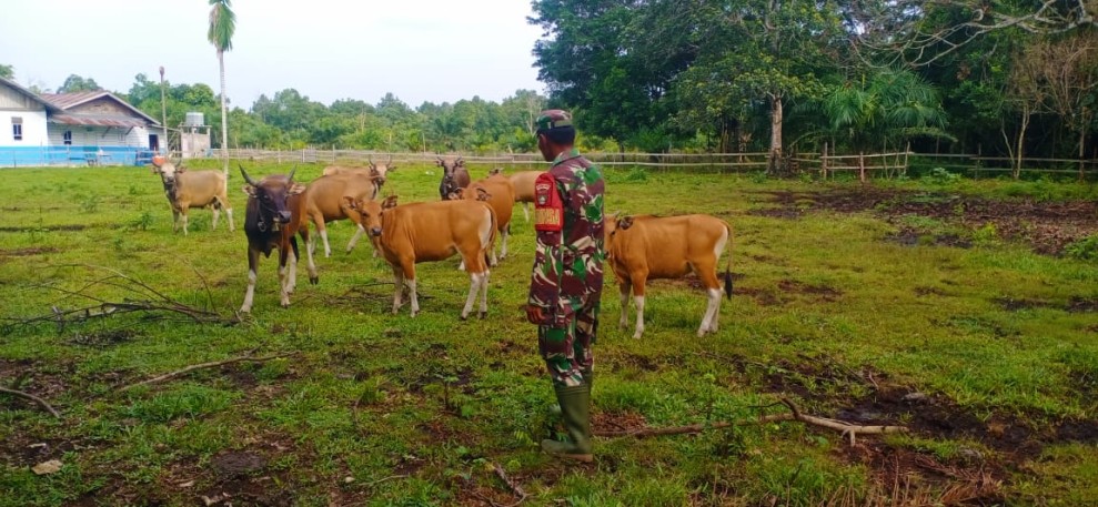 Antisipasi PMK, Babinsa Koramil 06/Merbau Laksanakan Pengecekan Ternak Warga