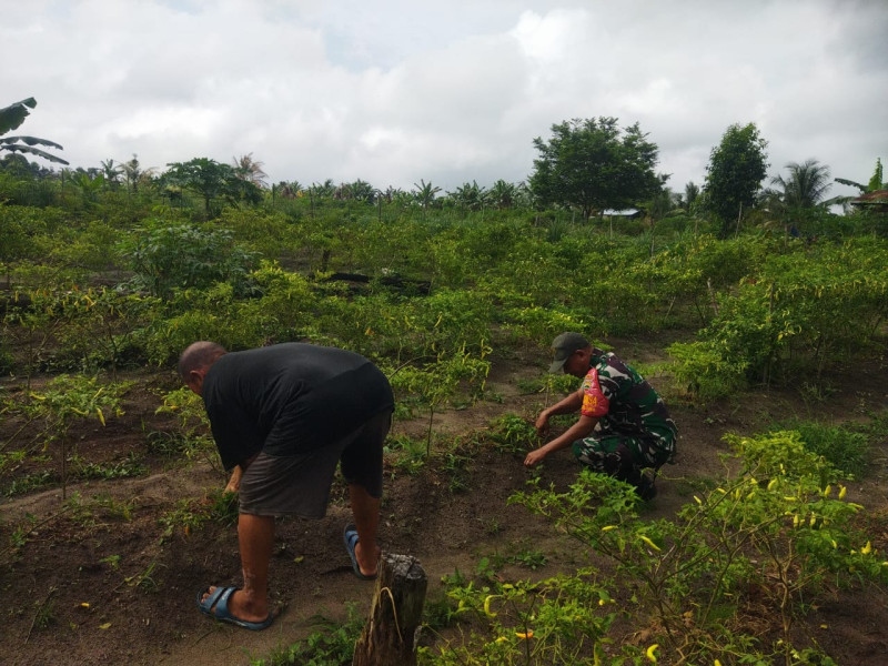 Babinsa Bukit Datuk Dampingi Warga Tanam Cabai Rawit untuk Pemanfaatan Lahan Produktif