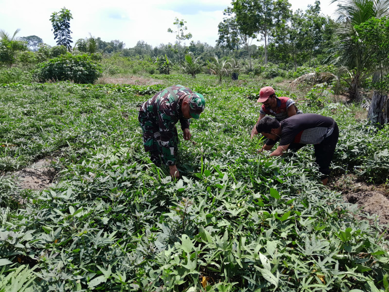 Babinsa Kelurahan Bukit Timah Bina Petani Ubi Jalar