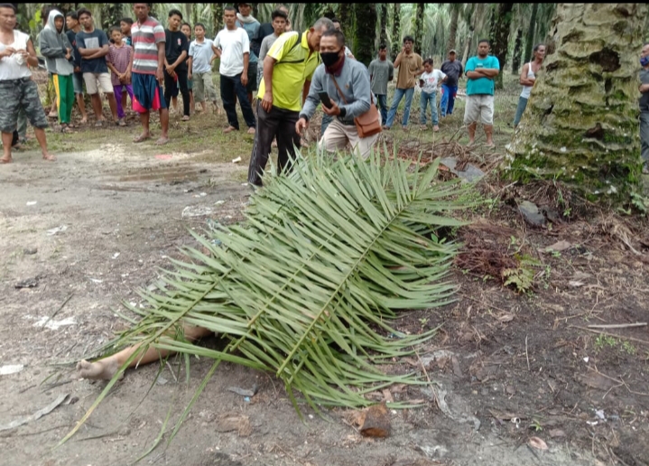 Mayat Perempuan Ditemukan di Kebun Kelapa Sawit Plasma Sungai Putih, Kabupaten Kampar 