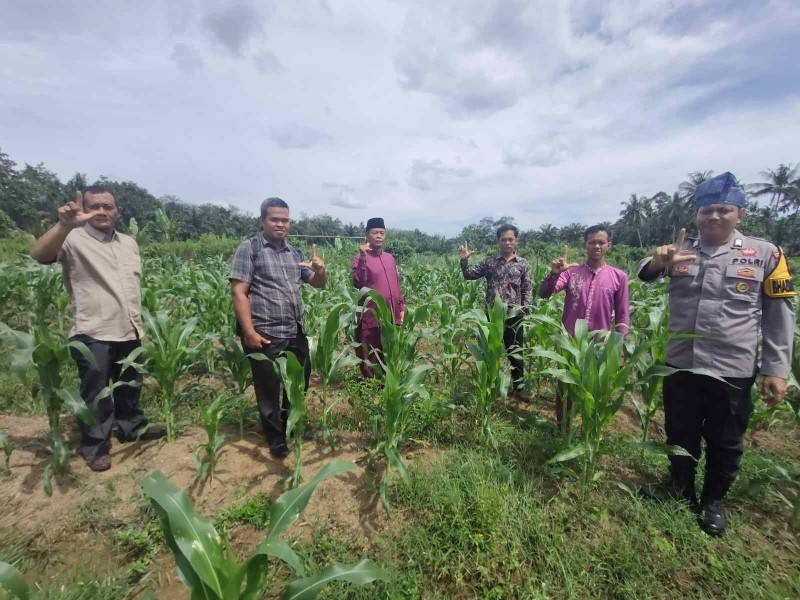 Sinergi Polsek Rambah Samo dan Pemdes Rambah Baru Dorong Ketahanan Pangan Lewat Budidaya Jagung Pipil