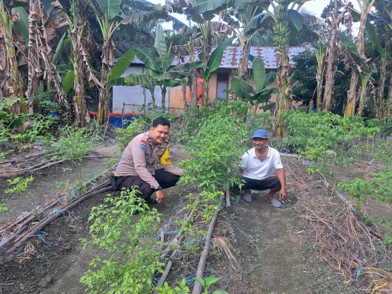 Pekarangan Jadi Kebun Produktif, Aiptu Andi Hidayat Ajak Warga Perkuat Ketahanan Pangan