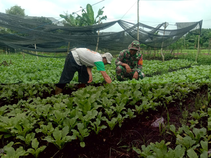 Serda Priyo Dampingi Penanaman Sayur Sawi Masyarakat