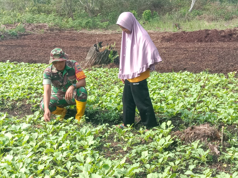 Petani Sayur Sawi Nuri Dapatkan Edukasi Dari Babinsa Serda Priyo