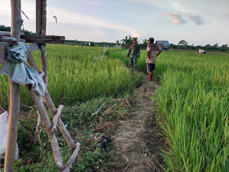 Koramil 03 Sungai Sembilan Bantu Petani Padi Gogo Untuk Meningkatkan Produksi Pangan