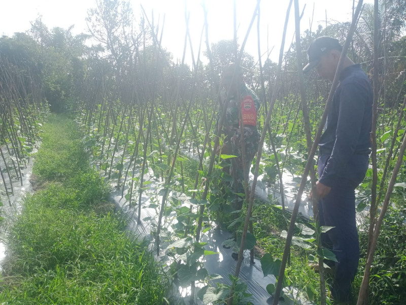 Sertu Sareh Bantu Petani Perkuat Tanaman Timun di Ladang Khairul Adnam