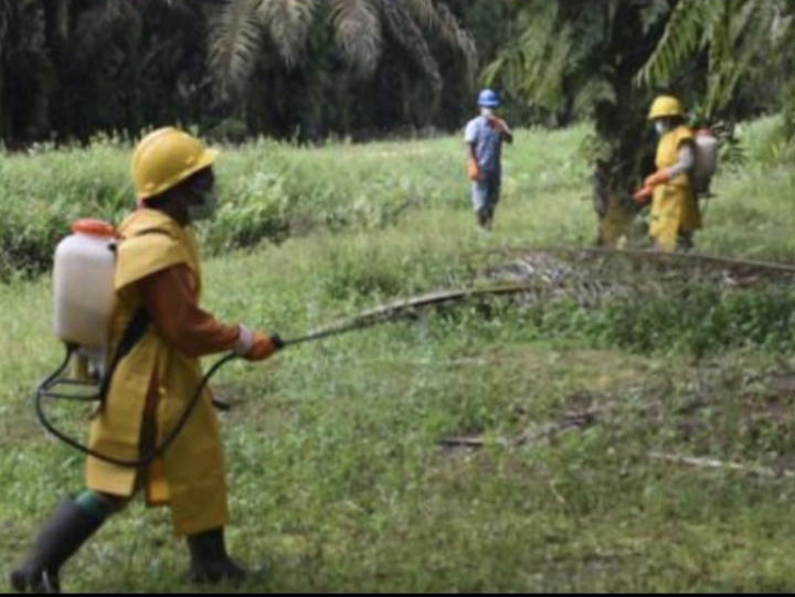 Saat Pandemi, Kredit Koperasi Primer Anggota (KKPA) PT. Ekadura Indonesia (EDI) Mengalami Peningkatan