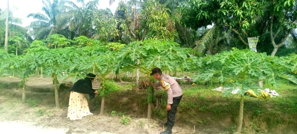 Ketahanan Pangan Berbasis Pekarangan Kian Berkembang, Bhabinkamtibmas Turun Langsung Dampingi Petani