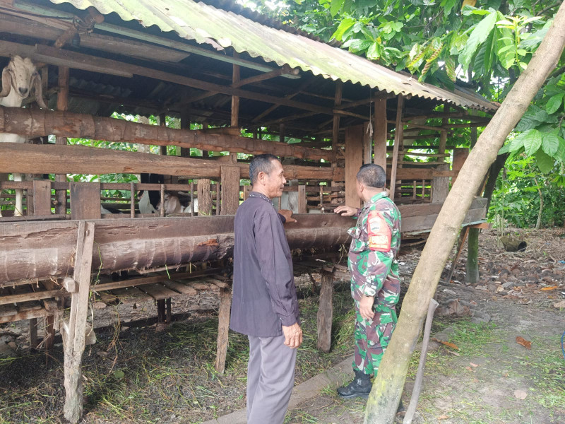 Pendampingan Babinsa Kelurahan Kampung Baru terhadap Peternak Sapi