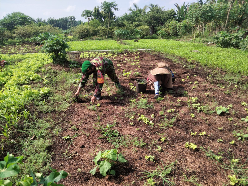 Dorong Perekonomian Menjadi Baik, Sertu Sugianto Berikan Edukasi Kepada Petani