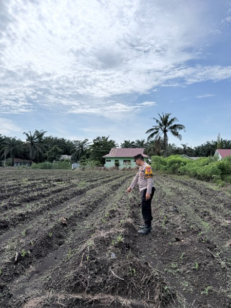 Bhabinkamtibmas Polsek Kepenuhan Monitoring Pertumbuhan Jagung Hibrida, Wujud Nyata Dukungan Polri terhadap Ketahanan Pangan