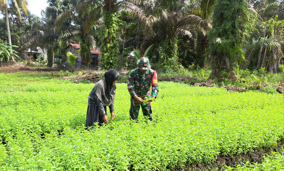 Babinsa Koramil 01/Dumai Giatkan Pendampingan Petani dan Cegah Karhutla