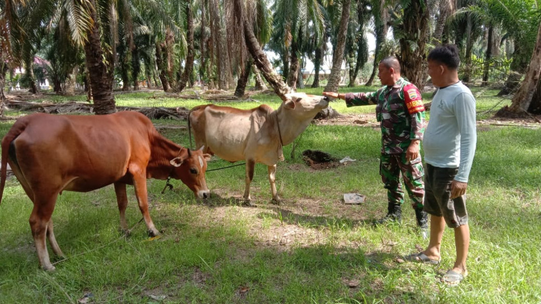 Babinsa Koramil 03 Sertu Jainal Arifin Laksanakan Giat Cegah PMK