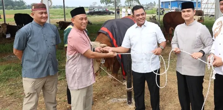 Polda Sumut Sembelih 31 Ekor Sapi di Hari Raya Idul Adha & Dibagikan dalam 4.976 Paket, Sapi Kurban Kapolda Berbobot 1 Ton
