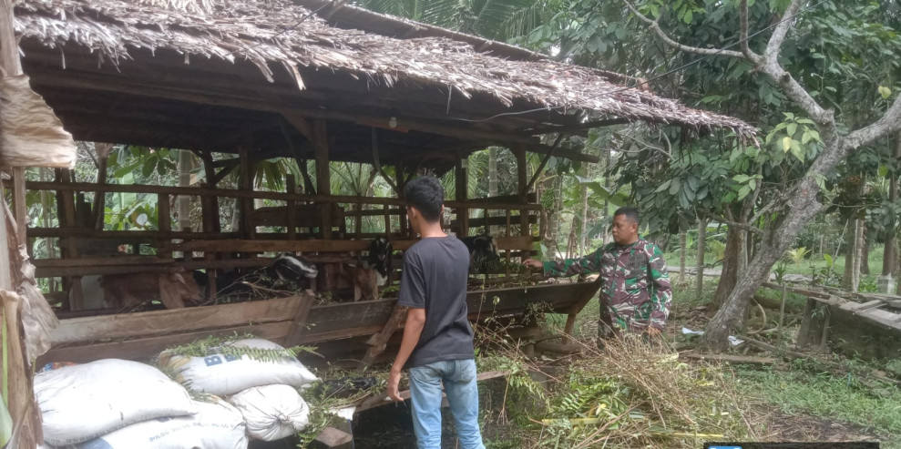 Kepedulian Sertu Hendra Dalam Mencegah PMK di Peternakan Milik Masyarakat