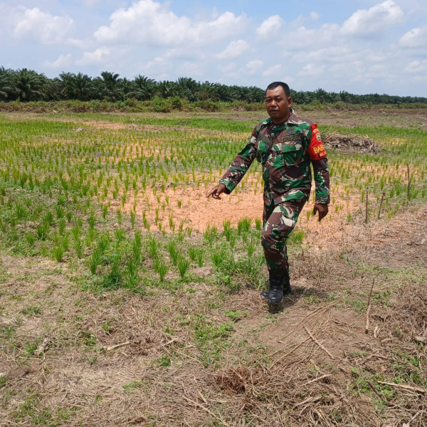 Pemantauan Tanaman Padi Gogo Oleh Sertu Misriyadi
