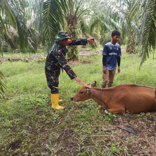 Serda Miftah Jelaskan Pencegahan PMK dan Karakteristiknya