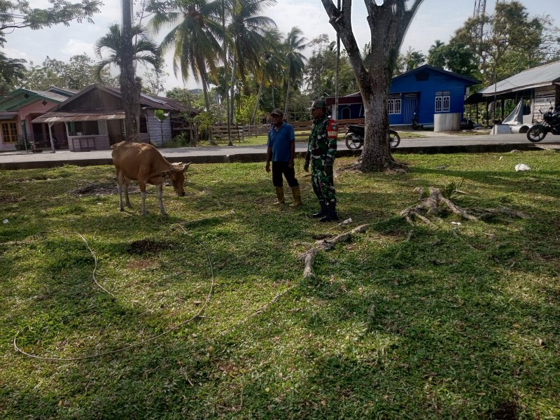 Pemantauan Rutin PMK, Babinsa Pastikan Kondisi Ternak di Kepulauan Meranti Aman