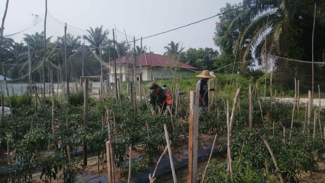 Tingkatkan Produktivitas, Sertu Jum'at Desmanto Laksanakan Pendampingan