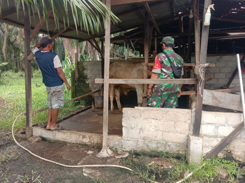 Sertu Jainal Arifin Sambangi Peternak di Wilayah Binaannya