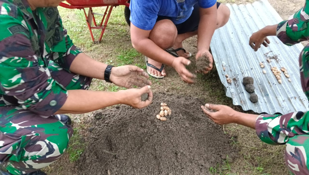 Danramil 02/BK Pimpin Pembibitan Nangka Dengan Teknik Seedball