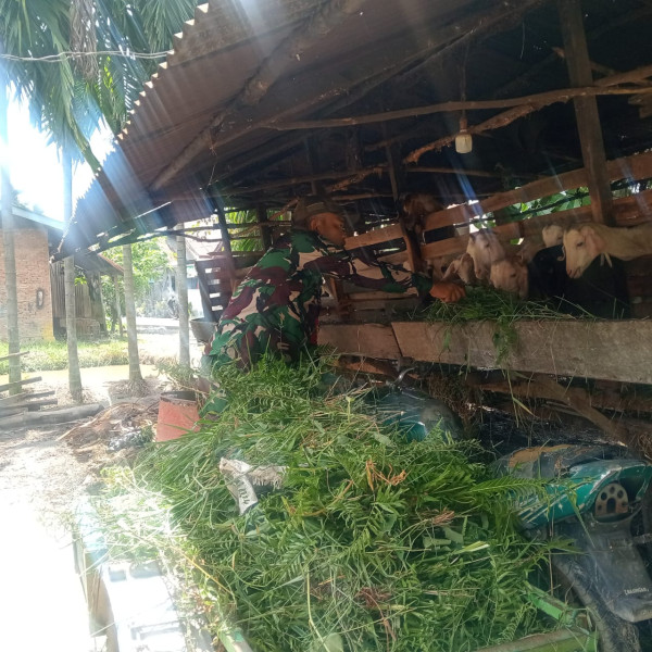 Koptu Tomi Panggabean Dampingi Peternak Kambing, Tekankan Pentingnya Pencegahan Penyakit Mulut dan Kuku