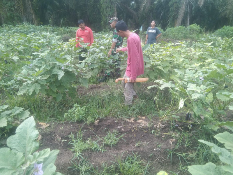 Pendampingan Babinsa Koramil 03, Motivasi dan Pelatihan kepada Petani Demi Ketahanan Pangan Lokal