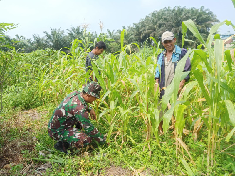 Temui Petani Jagung, Sertu Boby Rahman Laksanakan Pendampingan