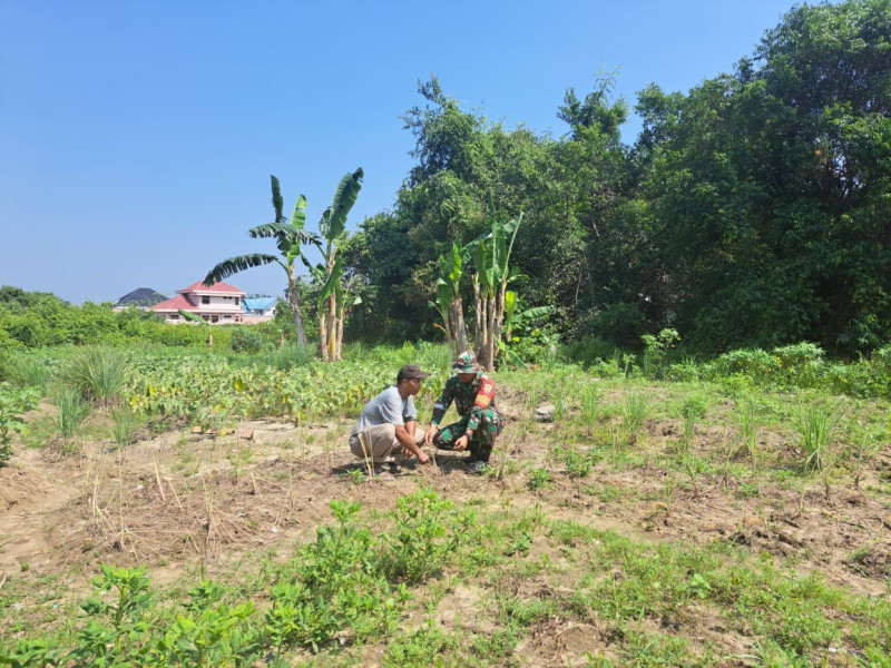 Sinergi TNI dan Petani Serai di Dumai Selatan, Babinsa Berikan Pendampingan