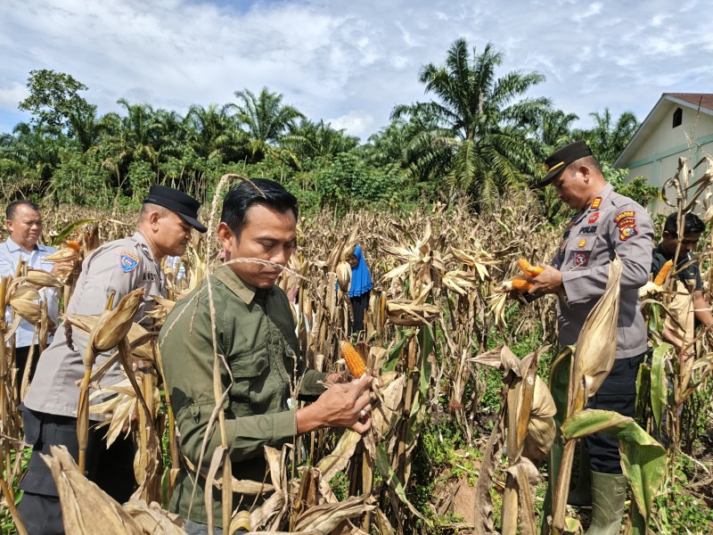 Polsek Tandun Panen Jagung di Desa Tandun, Wujud Nyata Dukung Program Swasembada Pangan Nasional