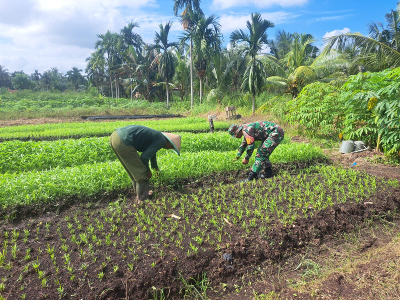 Peningkatan Ekonomi Petani Kangkung, Serda Andri Widodo Laksanakan Pendampingan